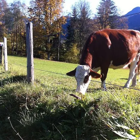 Daire Foidl Ute Fieberbrunn